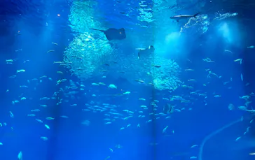 アクアワールド茨城県大洗水族館に投稿された画像（2026/4/1）