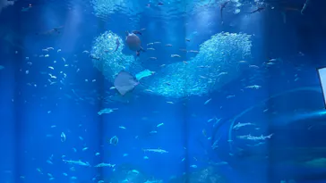 アクアワールド茨城県大洗水族館に投稿された画像（2026/4/1）