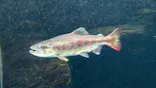 世界淡水魚園水族館　アクア・トトぎふに投稿された画像（2026/4/1）