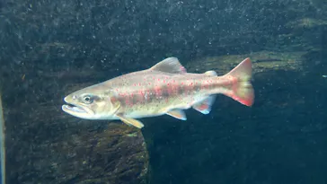 世界淡水魚園水族館　アクア・トトぎふに投稿された画像（2026/4/1）