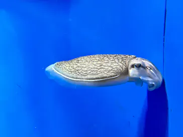 サンシャイン水族館に投稿された画像（2026/4/1）