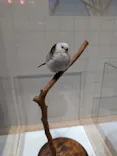 特別展「鳥 ～ゲノム解析が解き明かす新しい鳥類の系統～」に投稿された画像（2026/4/1）