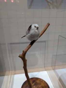 特別展「鳥 ～ゲノム解析が解き明かす新しい鳥類の系統～」に投稿された画像（2026/4/1）