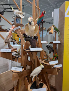 特別展「鳥 ～ゲノム解析が解き明かす新しい鳥類の系統～」に投稿された画像（2026/4/1）