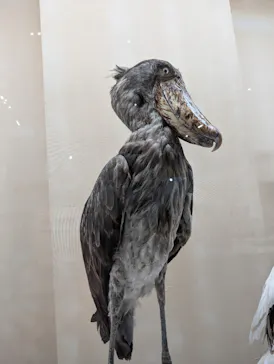 特別展「鳥 ～ゲノム解析が解き明かす新しい鳥類の系統～」に投稿された画像（2026/4/1）