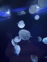 サンシャイン水族館に投稿された画像（2026/4/1）