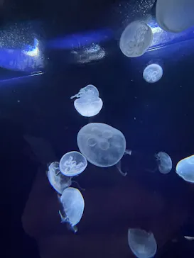 サンシャイン水族館に投稿された画像（2026/4/1）
