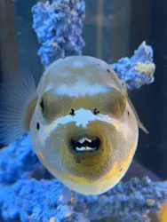 サンシャイン水族館に投稿された画像（2026/4/1）