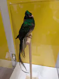 特別展「鳥 ～ゲノム解析が解き明かす新しい鳥類の系統～」に投稿された画像（2026/4/1）