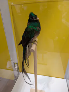 特別展「鳥 ～ゲノム解析が解き明かす新しい鳥類の系統～」に投稿された画像（2026/4/1）