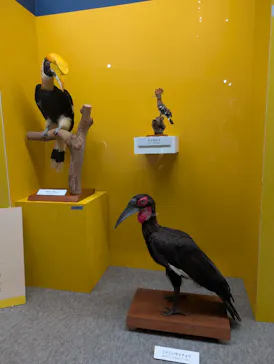 特別展「鳥 ～ゲノム解析が解き明かす新しい鳥類の系統～」に投稿された画像（2026/4/1）
