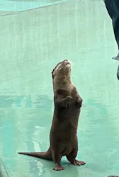 横浜・八景島シーパラダイスに投稿された画像（2026/4/1）