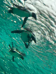 横浜・八景島シーパラダイスに投稿された画像（2026/4/1）