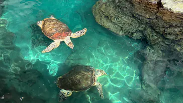 名古屋港水族館に投稿された画像（2026/4/1）