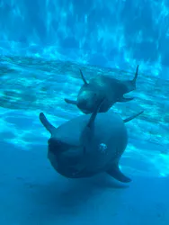 名古屋港水族館に投稿された画像（2026/4/1）