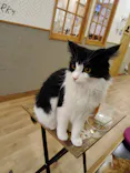 猫カフェPuchiMarry　仙台青葉店に投稿された画像（2026/4/1）