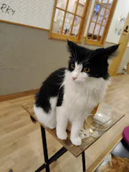 猫カフェPuchiMarry　仙台青葉店に投稿された画像（2026/4/1）