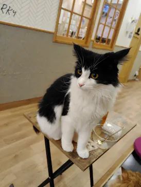 猫カフェPuchiMarry　仙台青葉店に投稿された画像（2026/4/1）