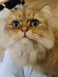猫カフェPuchiMarry　仙台青葉店に投稿された画像（2026/4/1）