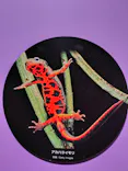 特別展「超危険生物展　科学で挑む生き物の本気」に投稿された画像（2026/4/2）