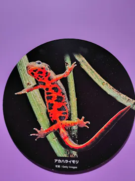 特別展「超危険生物展　科学で挑む生き物の本気」に投稿された画像（2026/4/1）