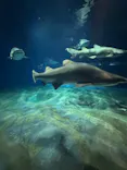 アクアワールド茨城県大洗水族館に投稿された画像（2026/4/2）