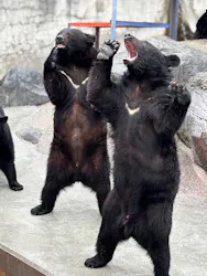 奥飛騨クマ牧場に投稿された画像（2026/4/2）