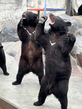 奥飛騨クマ牧場に投稿された画像（2026/4/2）