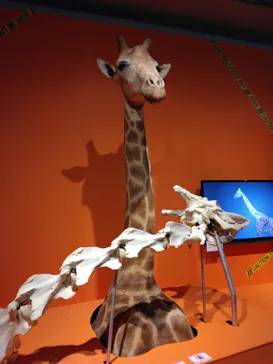 特別展「超危険生物展　科学で挑む生き物の本気」に投稿された画像（2026/4/2）