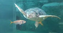 九十九島パールシーリゾートに投稿された画像（2026/4/2）