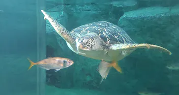 九十九島パールシーリゾートに投稿された画像（2026/4/2）