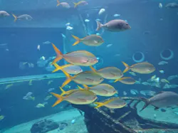 箱根園水族館に投稿された画像（2026/4/2）