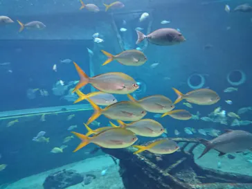箱根園水族館に投稿された画像（2026/4/2）