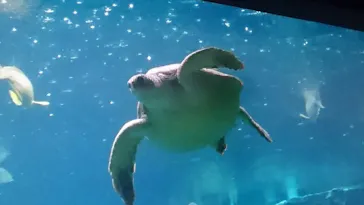 箱根園水族館に投稿された画像（2026/4/2）