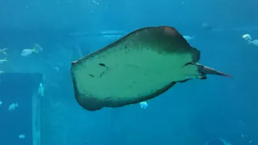 箱根園水族館に投稿された画像（2026/4/2）