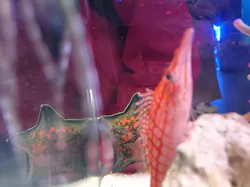 箱根園水族館に投稿された画像（2026/4/2）