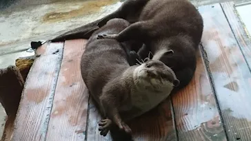 箱根園水族館に投稿された画像（2026/4/2）