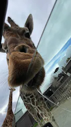 那須サファリパークに投稿された画像（2026/4/2）