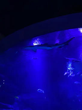 すみだ水族館に投稿された画像（2026/4/2）