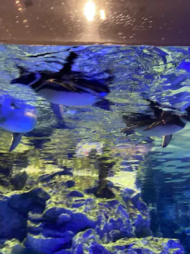 すみだ水族館に投稿された画像（2026/4/2）
