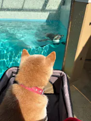 下田海中水族館に投稿された画像（2026/4/2）
