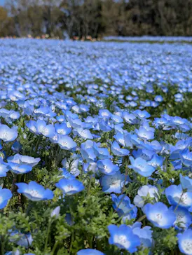 万博記念公園に投稿された画像（2026/4/2）