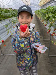 Strawberry Farm シャインベリーに投稿された画像（2026/4/2）