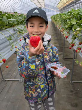 Strawberry Farm シャインベリーに投稿された画像（2026/4/2）