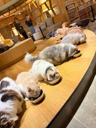 猫カフェモカ　新宿店に投稿された画像（2026/4/2）