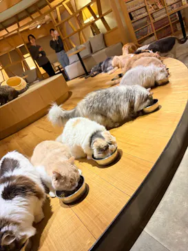 猫カフェモカ　新宿店に投稿された画像（2026/4/2）