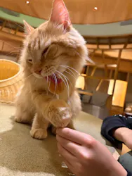猫カフェモカ　新宿店に投稿された画像（2026/4/2）