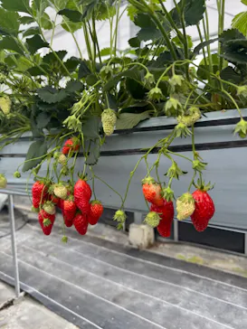 しい茸ランドかさやに投稿された画像（2026/4/2）