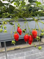 しい茸ランドかさやに投稿された画像（2026/4/2）