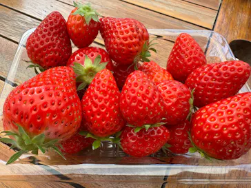 いちごの丘に投稿された画像（2026/4/2）